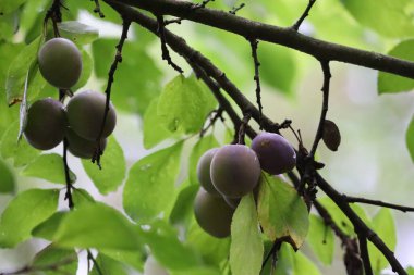 Olgunlaşmamış ve olgunlaşmamış meyvelerle dolu vahşi bir erik dalına yakın çekim. Yeşil yapraklar ve renkli erikler görülebilir, vahşi bir çevredeki doğal büyümeyi gösteriyor..