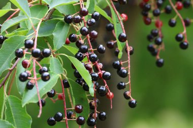 Fotoğrafta, yeşil yapraklara karşı dutlu bir kuş kiraz dalı görülüyor. Yakın plan, böğürtlenleri bulanıklaştıran bir arka plan..