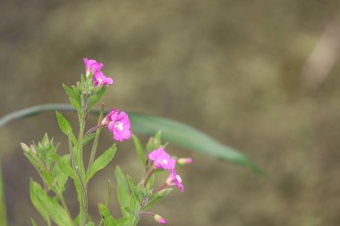 Epilobium bitki çiçeğinin yakın çekimi, doğal yeşillikte yakalanan hassas yabani bitki örtüsü, botanik, ekolojik ve doğa temalı kavramlar için mükemmel..