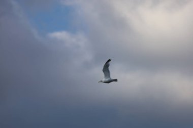 Beyaz martı bulutlu bir gökyüzüne doğru yükseliyor, özgürlüğü, vahşi yaşamı, doğayı ve kuşların zarafetini doğal ortamlarında yakalıyor..