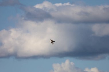 Beyaz martı bulutlu bir gökyüzüne doğru yükseliyor, özgürlüğü, vahşi yaşamı, doğayı ve kuşların zarafetini doğal ortamlarında yakalıyor..