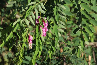 Robinia 'nın çiçek açan sahte dalının detaylı bir görüntüsü narin çiçekler ve bahar yapraklarının doğal güzelliğini gözler önüne seriyor.