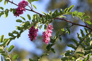 Robinia 'nın çiçek açan sahte dalının detaylı bir görüntüsü narin çiçekler ve bahar yapraklarının doğal güzelliğini gözler önüne seriyor.