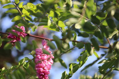 Robinia 'nın çiçek açan sahte dalının detaylı bir görüntüsü narin çiçekler ve bahar yapraklarının doğal güzelliğini gözler önüne seriyor.