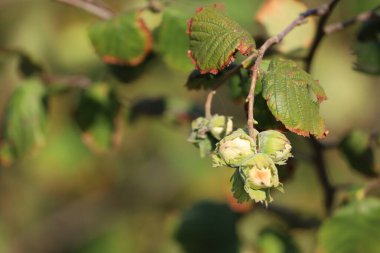 Durgun bir manzara olgun fındıklar taşıyan bir dal yakalar ince dokular ve çevreleyen doğal çevrenin narin güzelliğini gösterir.
