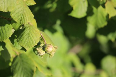 Durgun bir manzara olgun fındıklar taşıyan bir dal yakalar ince dokular ve çevreleyen doğal çevrenin narin güzelliğini gösterir.