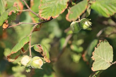 Durgun bir manzara olgun fındıklar taşıyan bir dal yakalar ince dokular ve çevreleyen doğal çevrenin narin güzelliğini gösterir.