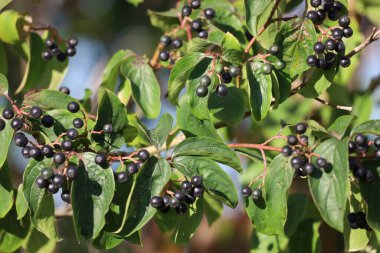 Yakından bakıldığında olgun böğürtlenlerle süslenmiş ipeksi bir köpek ağacı dalını yakalar ve ince dokuları ve bitkinin doğal güzelliğini gözler önüne serer.