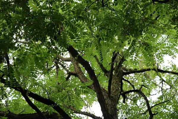 Akasya ağacının altından, yoğun yeşil yaprakları ve parlak bir gökyüzüne karşı dalları olan bir manzara. Yaprakların doğal yapısı ve desenleri açıkça görülüyor..
