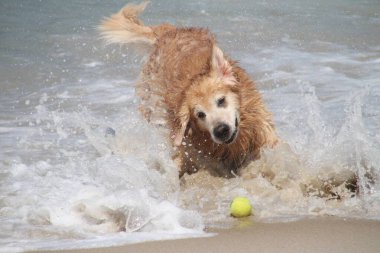 Denizdeki köpek tenis topuyla