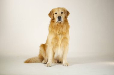 Şapkalı çekici bir köpeğin portresi.