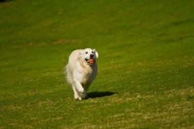 Şapkalı çekici bir köpeğin portresi.