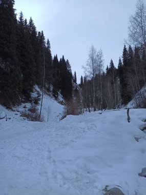 Kış karlı orman, Almaty 'deki dağlar.. 