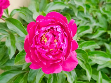 Şakayık tomurcuğu çiçek açmış. Güzel bir çiçek..