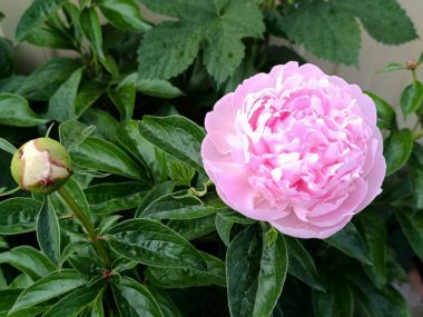 Pembe şakayıklar. Narin pembe çiçekler..