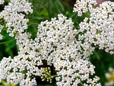 Yarrow (ortak kiriş). Uzun ömürlü bir bitkisel bitki, Asteraceae familyasından bir tür Achillea..