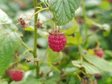 Olgun ahududular dallarda asılı.