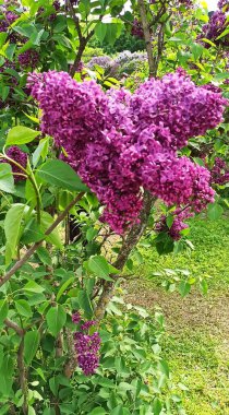 Leylak dalı. Leylak mayısta baharda çiçek açtı. Leylak bahçesi