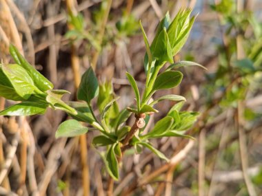 İlkbaharda leylak dalında genç yapraklar görünmeye başlar.