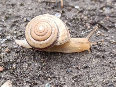 Yağmurdan sonra ıslak zeminde sürünen bir salyangoz.