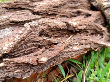 Yeşil çimenli ağaç kabuğu