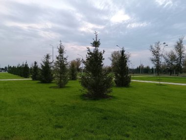 Yeşil bir çimenlikte bir sırada dikilmiş ladin ağaçları. Kozalaklı ağaçlar. Kostanay 'daki Triatlon Parkı.