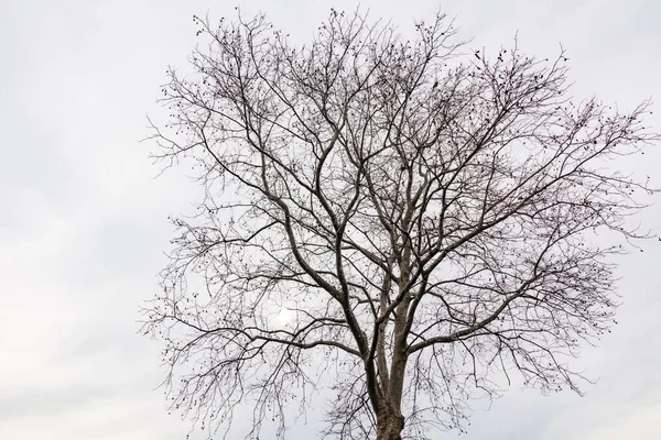 Вид Дерево Природы Фона — стоковое фото