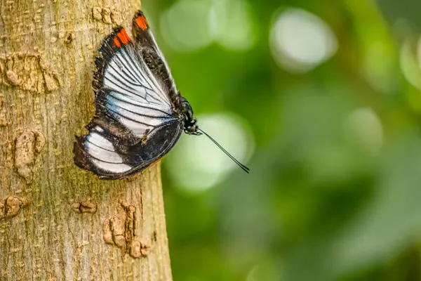 Gros Plan Papillon Dans Nature — Photo