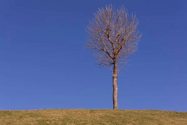 Baumbetrachtung Aus Der Natur Als Hintergrund — Stockfoto