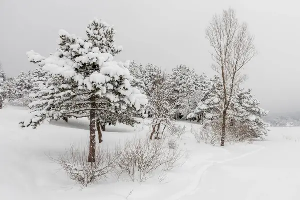 Nevasca Pesada Vista Inverno Natureza — Fotografia de Stock