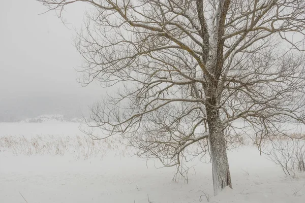 Nevicate Abbondanti Vista Invernale Dalla Natura — Foto Stock