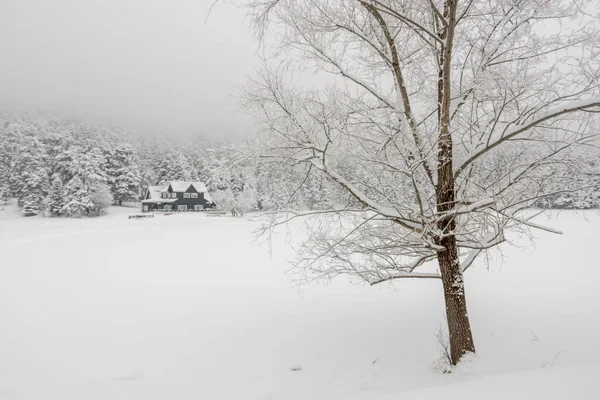 Starker Schneefall Und Winterblick Aus Der Natur — Stockfoto