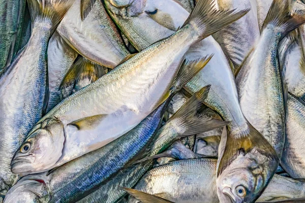 Balıkçıda Taze Balık Satılmaya Hazır — Stok fotoğraf