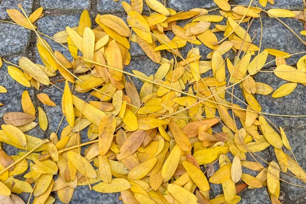 Folhas Outono Chão Pedra — Fotografia de Stock