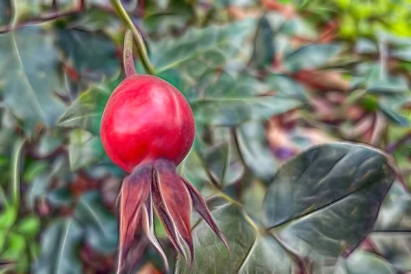 The rose hip or rosehip, also called rose haw and rose hep, is the accessory fruit of the various species of rose plant.