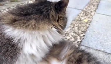 Kediler, doğanın ve insan hayatının en tatlı dostlarıdır..