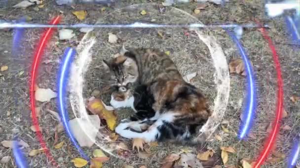 Bliska Cute Przyjaciół Kotów Samochód Przyrodzie — Wideo stockowe
