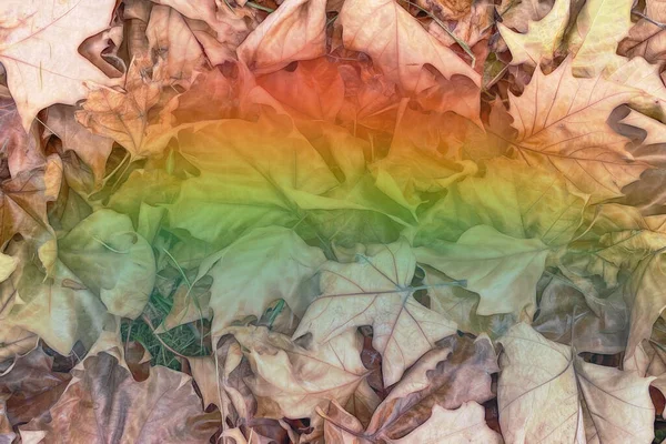 背景に虹色の効果のある紅葉 — ストック写真