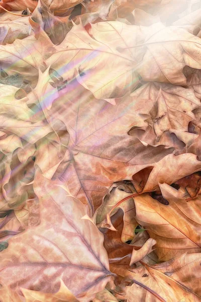 Сушеные Осенние Листья Радужным Эффектом Фона — стоковое фото
