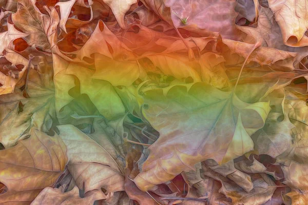 Getrocknete Herbstblätter Mit Regenbogeneffekt Für Hintergrund — Stockfoto