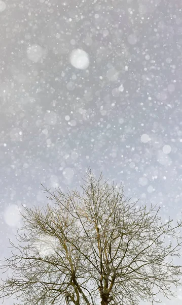 Kar Yapraksız Ağaçlar Kışın Dallar — Stok fotoğraf