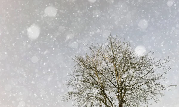 Kar Yapraksız Ağaçlar Kışın Dallar — Stok fotoğraf