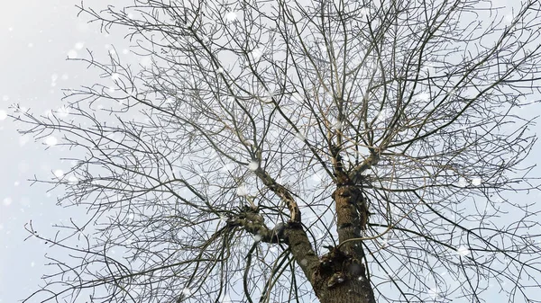 Sněžení Bezlisté Stromy Větve Zimě — Stock fotografie