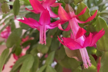 Schlumbergera is a small genus of cacti with six to nine species found in the coastal mountains of south-eastern Brazil. clipart