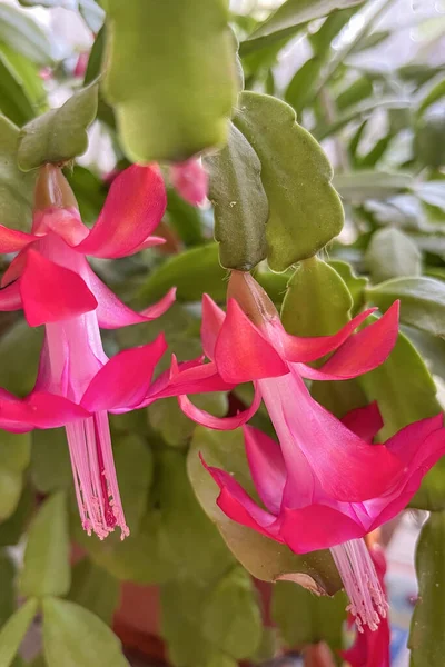 Schlumbergera is a small genus of cacti with six to nine species found in the coastal mountains of south-eastern Brazil.
