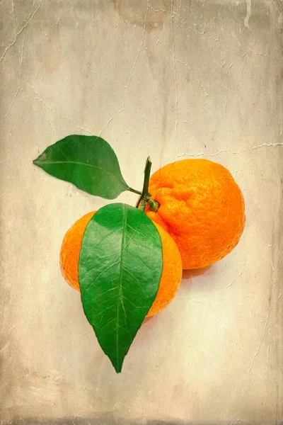 Green Leaf Tangerines Vintage Old Photo Effect Background — Foto Stock