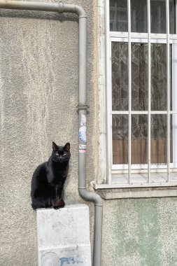 istanbul,Turkey.January 22,2023.the cat looking out of the window of the house and the cat living on the street. cats of istanbul.