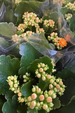 Kalanchoe, genus of about 125 species of tropical, succulent plants in the stonecrop family Crassulaceae, mainly native to Madagascar and tropical Africa.