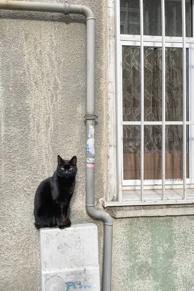 Istanbul Turkey January 2023 Cat Looking Out Window House Cat — 图库照片
