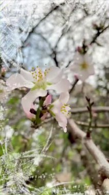 spring flowers on tree branches in winter